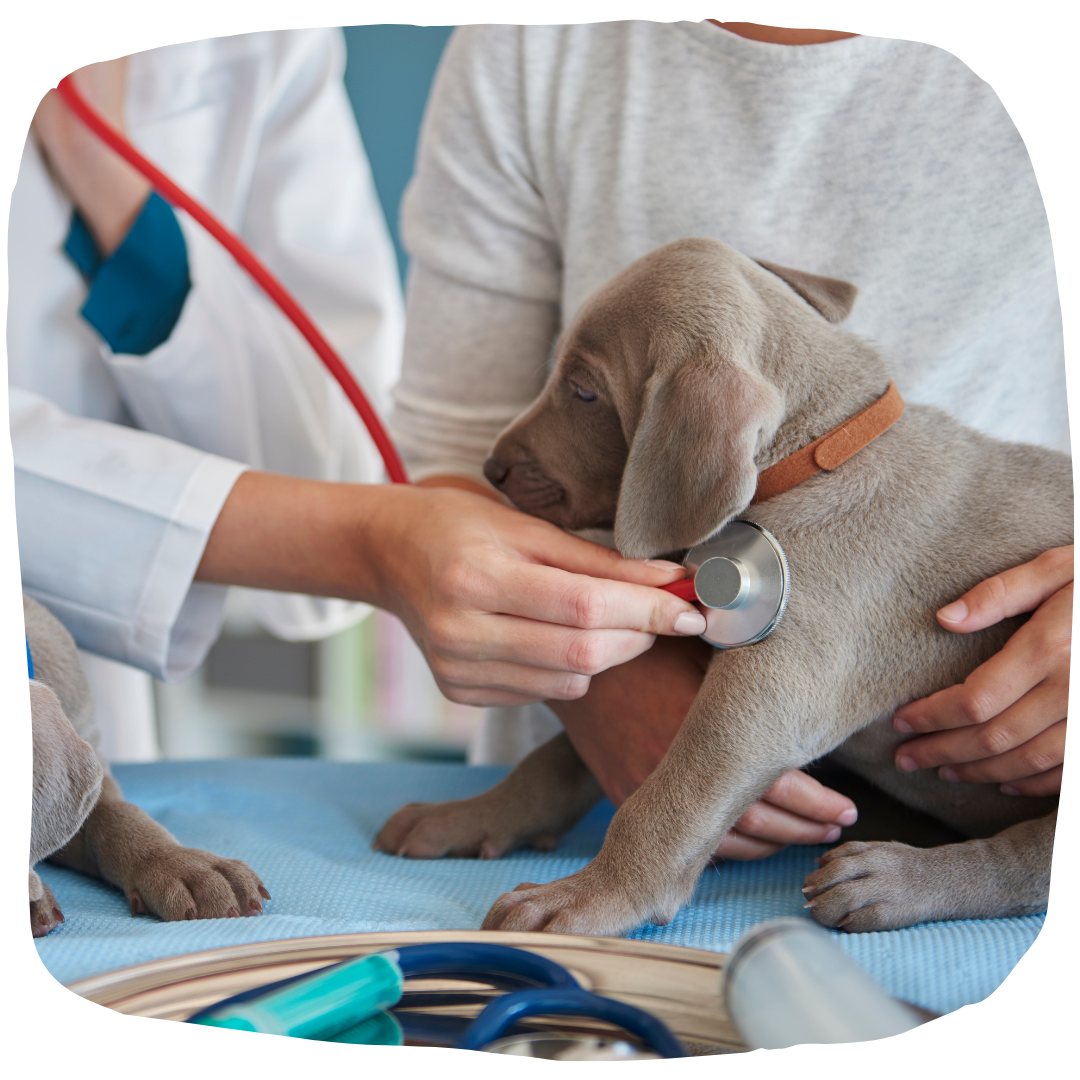Medicina interna veterinaria en Málaga