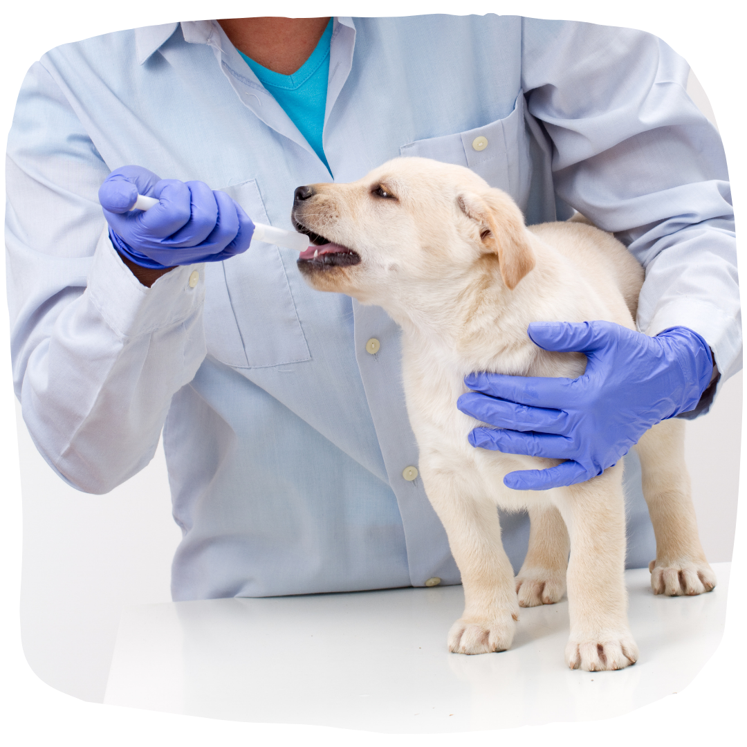 análisis clínicos veterinarios Málaga 