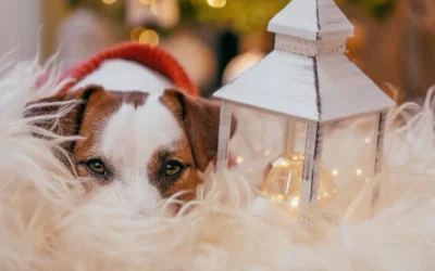 Balance del año y propósitos de salud para nuestras mascotas en 2026