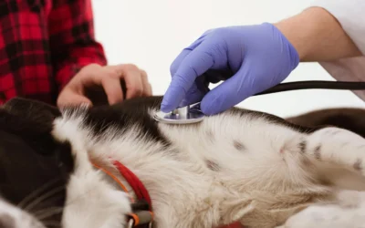 Chequeos veterinarios: frecuencia e importancia