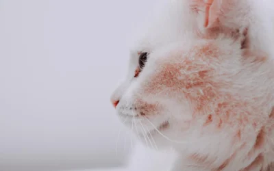 Dermatitis Atópica en mascotas: cuando el picor no da tregua