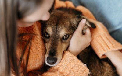 La eutanasia en mascotas: un acto de amor cuando llega el momento de decir adiós