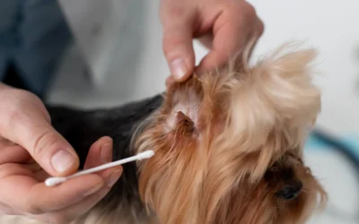 ¿Qué es la leishmaniosis?