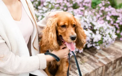 Primavera y mascotas: cuidados esenciales en abril para perros y gatos