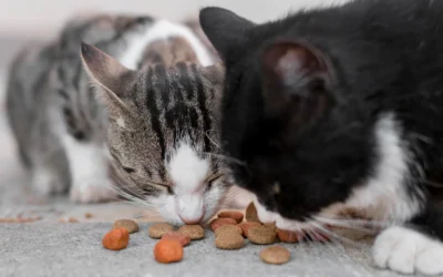 Mitos y realidades sobre la alimentación de perros y gatos