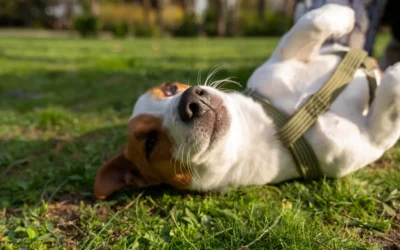 Torsión de estómago en perros: una urgencia veterinaria que puede salvar vidas
