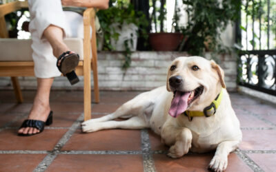 Verano y mascotas: cómo proteger a perros y gatos del calor