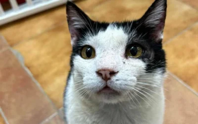 Riñones felinos en problemas