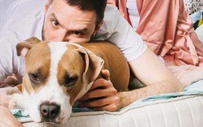 ¿Por qué mi perro o gato tiene vómitos o diarrea?